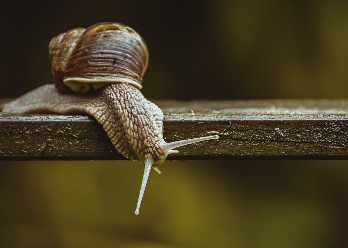 A close-up photo of a snail on a textured surface.