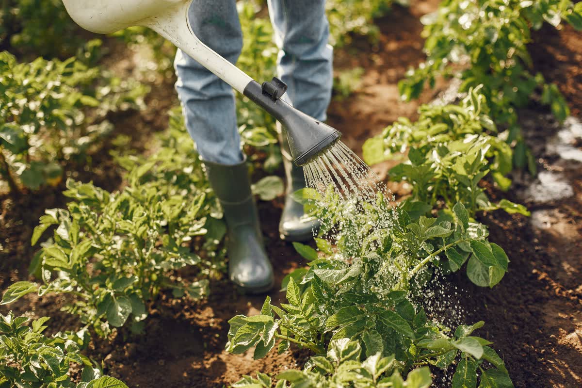 A person in rubber boots watering rows of leafy green plants with a watering can.